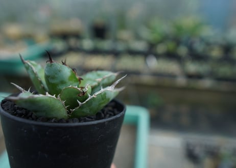 アガベ　チタノタ　 ブラックアンドブルー 　Agave titanota black and blue　No.3