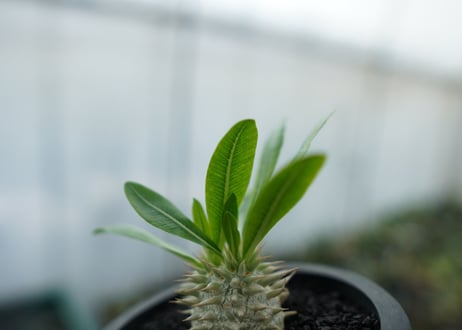 パキポディウム　恵比寿大黒　Pachypodium Densicaule　No.7