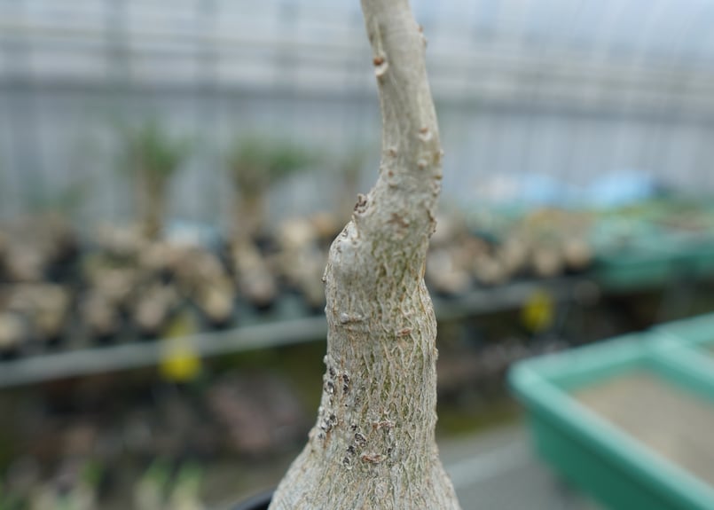 ウンカリーナ　グランディディエリー Uncarina grandidieri ウンカリーナ グランディディエリ 多肉