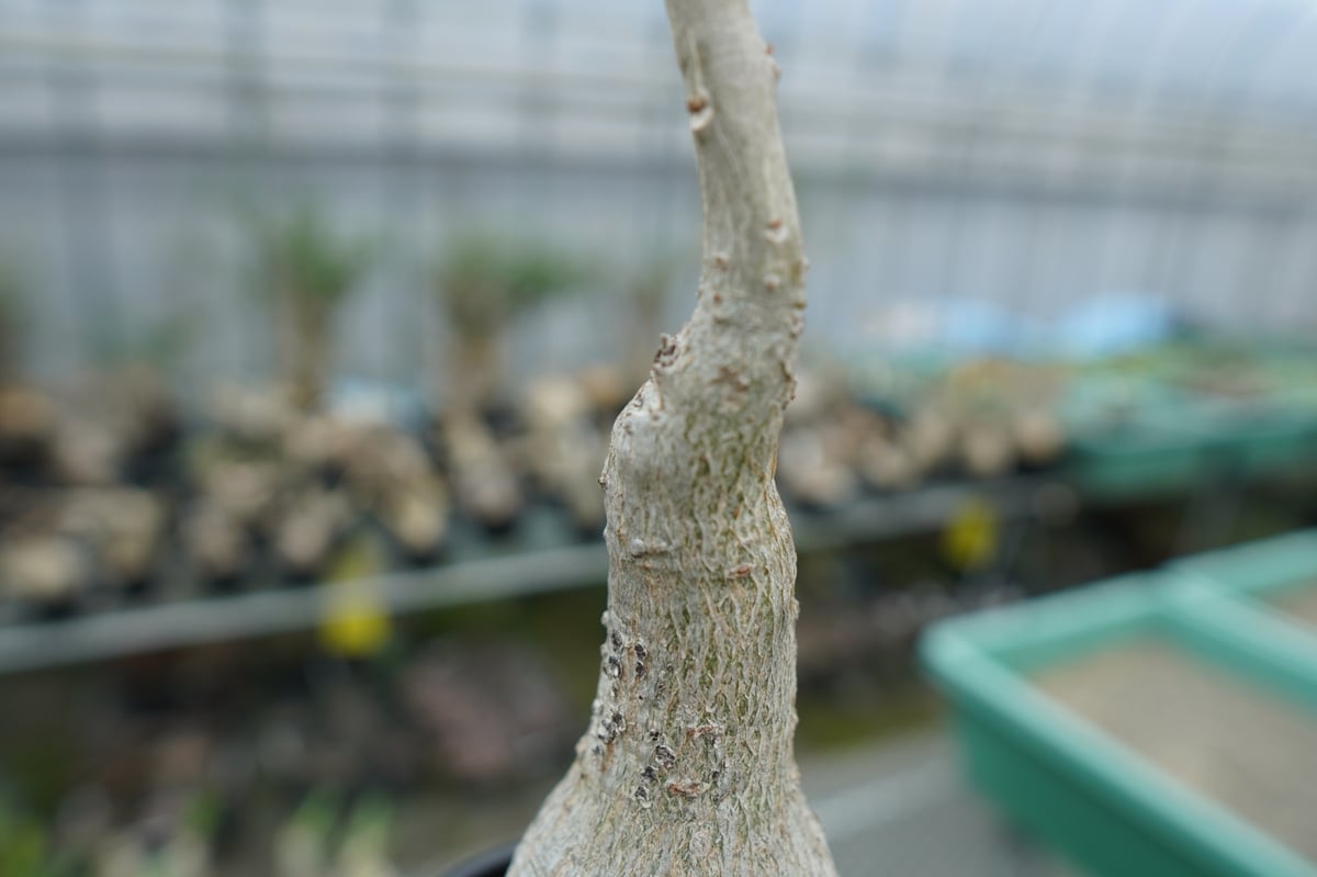 ウンカリーナ　グランディディエリー Uncarina grandidieri ウンカリーナ グランディディエリ 多肉