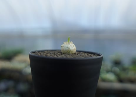 パキポディウム　恵比寿笑い　Pachypodium brevicaule　No.4