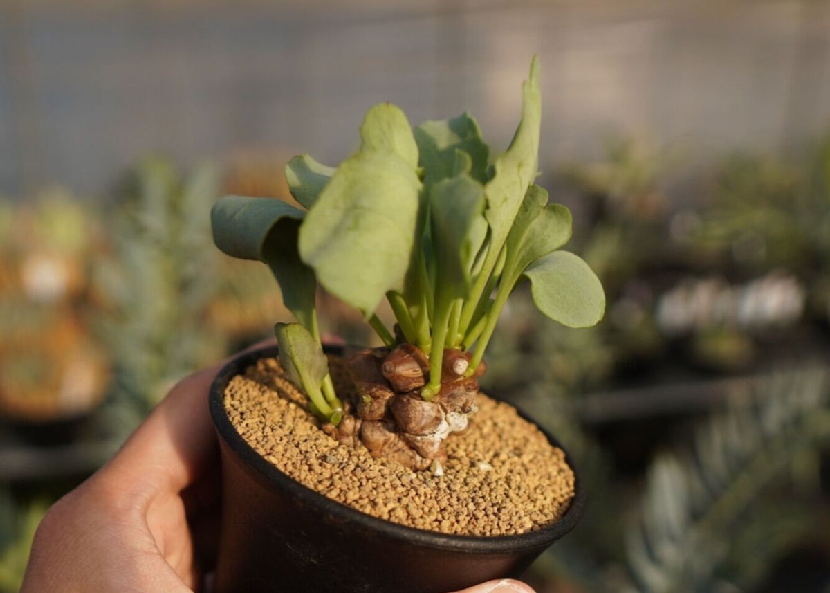 オトンナ ヘレー Othonna herrei No.1 | mana's farm:塊根植物