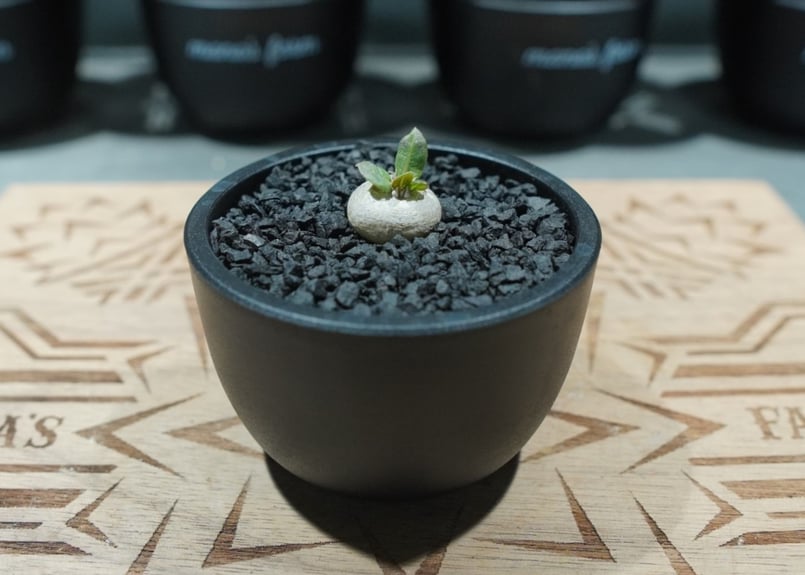 パキポディウム レウコキサンツム 沖縄実生株 No.3 | mana's farm:塊根