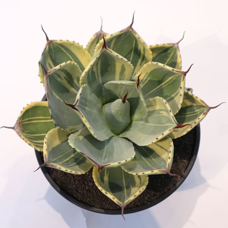 アガベ チタノタ ランチョタンバー 大株 幅広の葉 幅18㎝ 発根済