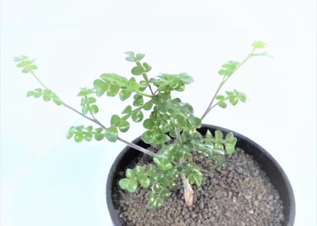 オペルクリカリア　デカリー　根挿し