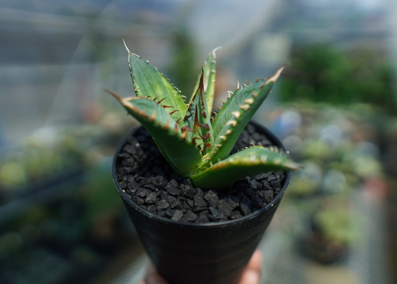 アガベ チタノタ 黄覆輪 Agave titanota variegata | mana's