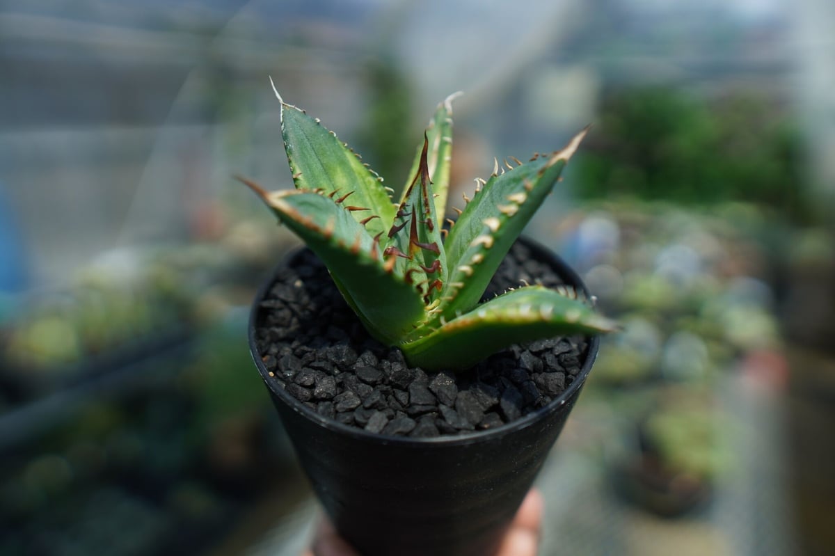 アガベ チタノタ キャンサー(CANCER) 親株 【公式通販】