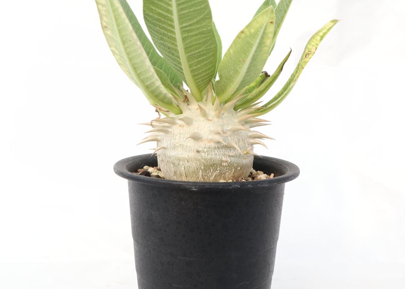 実生まんまる】パキポディウム☆エブレネウム パキポディウム