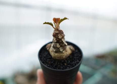 ドルステニア フォエチダ Dorstenia foetida　No.3