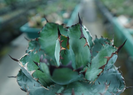 アガベ　チタノタ　 ブラックアンドブルー 　Agave titanota black and blue　No.3