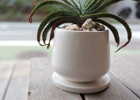 アロエ　スプラフォリアータ　Aloe suprafoliata
