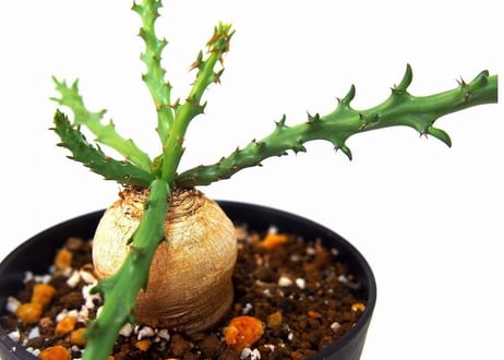 Euphorbia fanshawei　ユーフォルビア　ファンシャウェイ