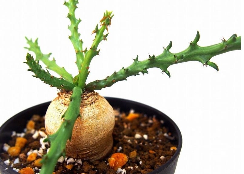 Euphorbia fanshawei ユーフォルビア ファンシャウェイ | mana's f