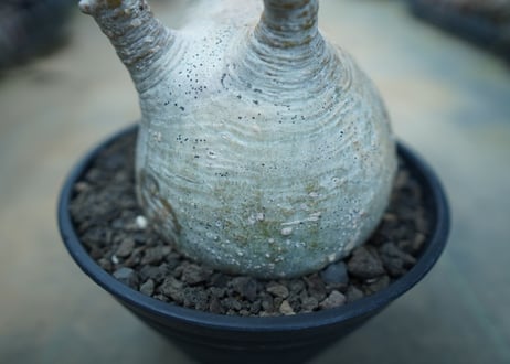 パキポディウム　グラキリス　 Pachypodium Gracilius  No.10
