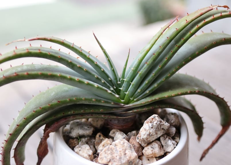アロエ スプラフォリアータ Aloe suprafoliata | mana's farm:塊