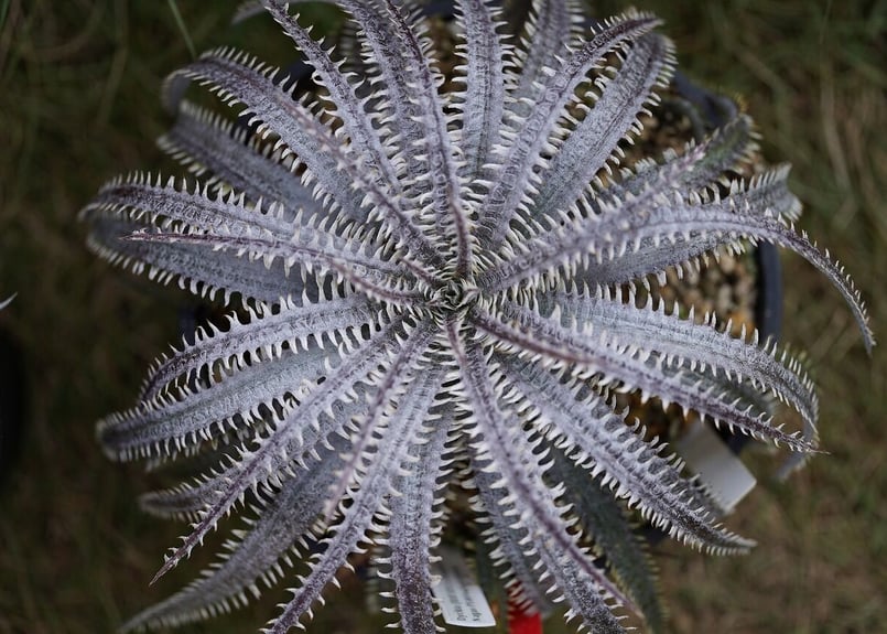 Dyckia Unicorn | mana's farm:塊根植物・アガベ・ドライガーデン植物
