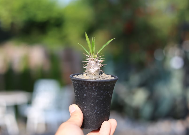 パキポディウム・ラモスム パキポディウム・ラモスム | 塊根植物 - 観葉植物専門店cocoha