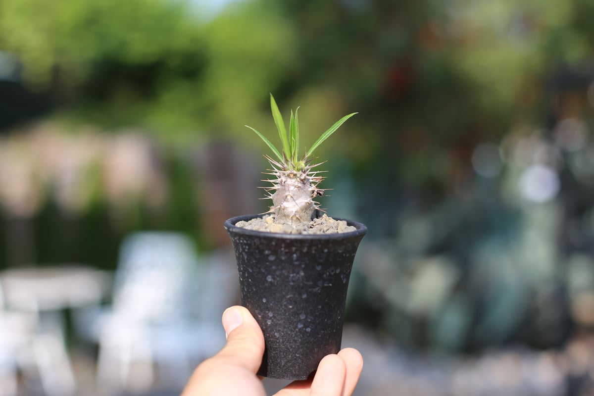 パキポディウム ラモスム | mana's farm:塊根植物・アガベ・ドライ