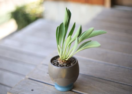 鉄甲丸　Euphorbia bupleurifolia