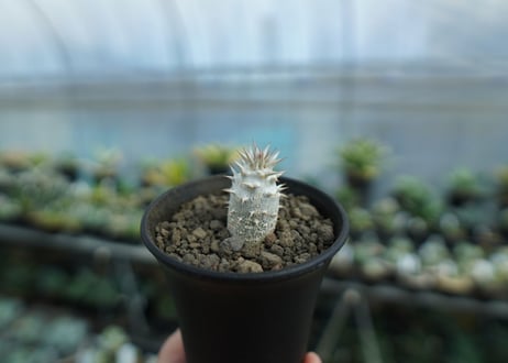 パキポディウム　デンシフローラム Pachypodium densiflorum  No.1