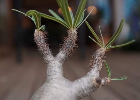 パキポディウム　グラキリス　 Pachypodium Gracilius