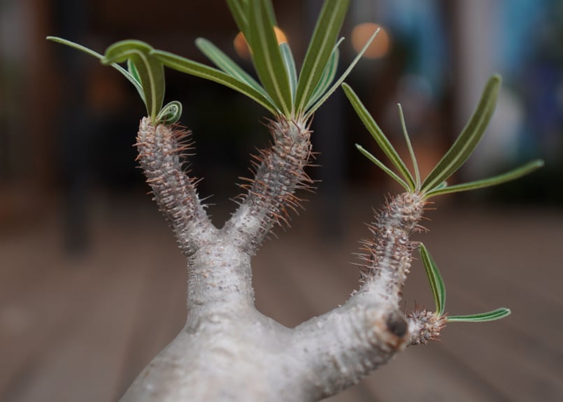 パキポディウム グラキリス Pachypodium Gracilius | mana's f