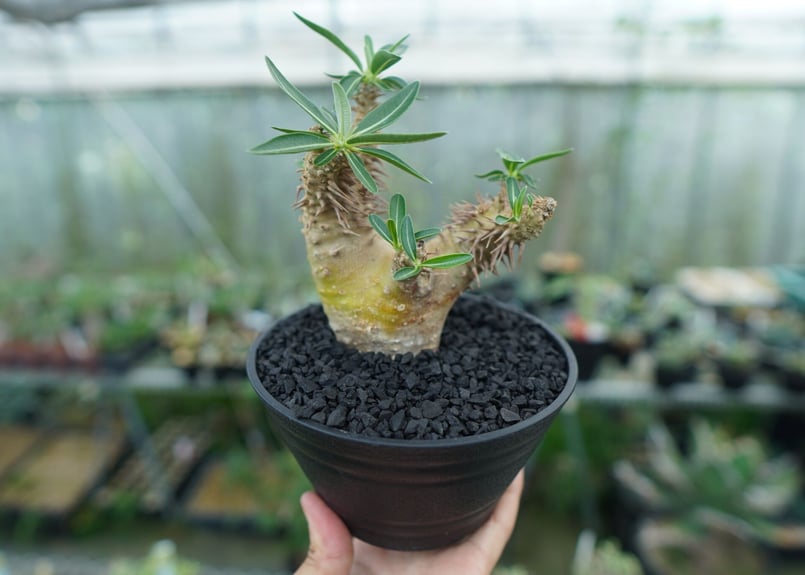 パキポディウム デンシフローラム Pachypodium densiflorum No.2