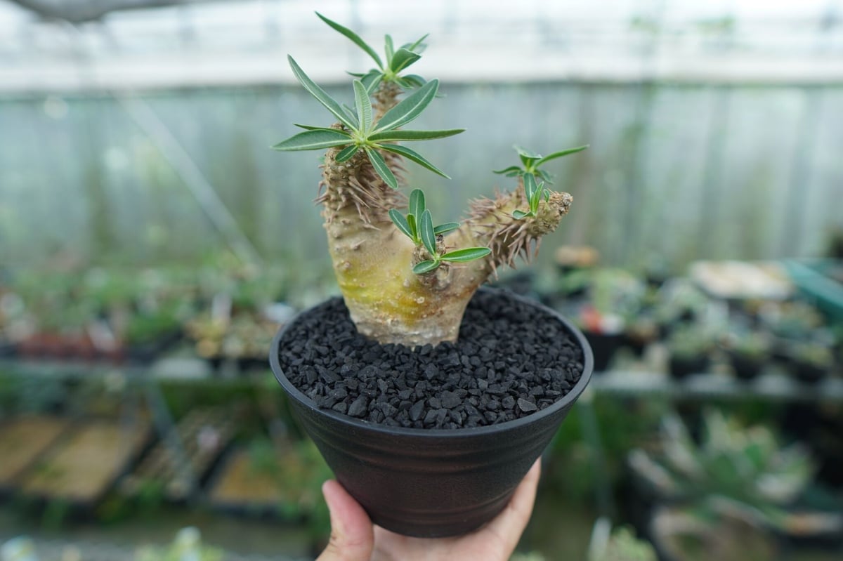 パキポディウム デンシフローラム Pachypodium densiflorum No.2 |