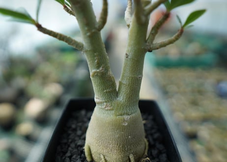 アデニウム　Adenium　No.11