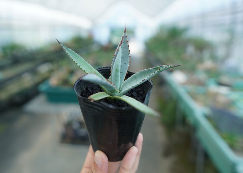 アガベ 屈原の舞扇 Agave 'Kutsugen no Maiougi' No.2 |