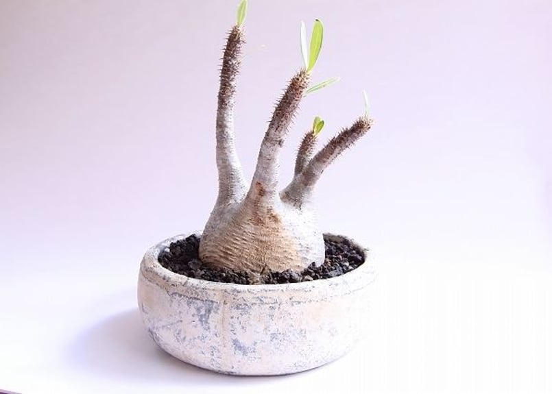 グラキリス】春から塊根!超良型、希少扁平型 (【塊根植物】良 グラキリス】春から塊根!超良型、希少扁平型 (【塊根植物】良