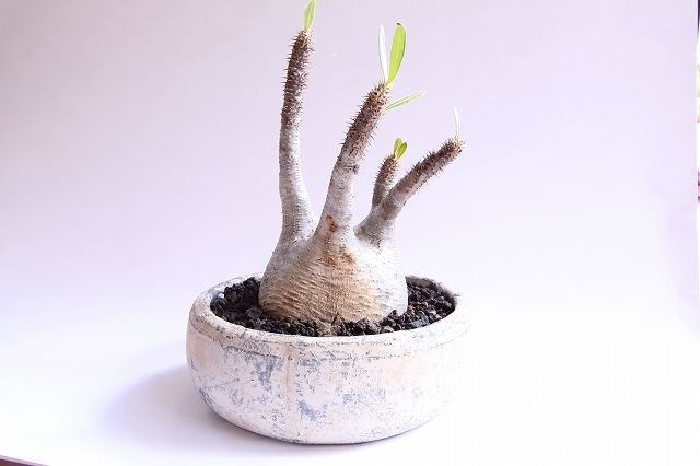 パキポディウム グラキリス 超扁平 | mana's green:塊根植物販売