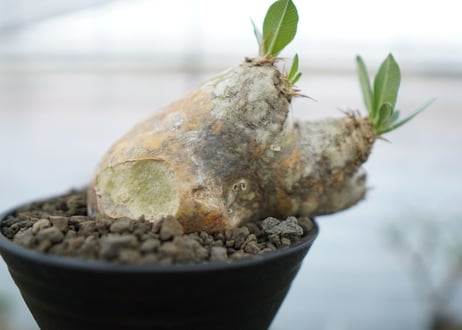 パキポディウム　エブレネウム　Pachypodium eburneum　No.2