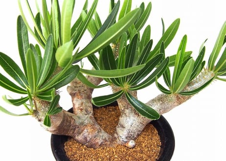 パキポディウム　イノピナツム　Pachypodium inopinatum