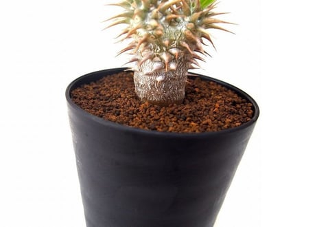 パキポディウム ロスラーツム　 Pachypodium rosulatum no.4