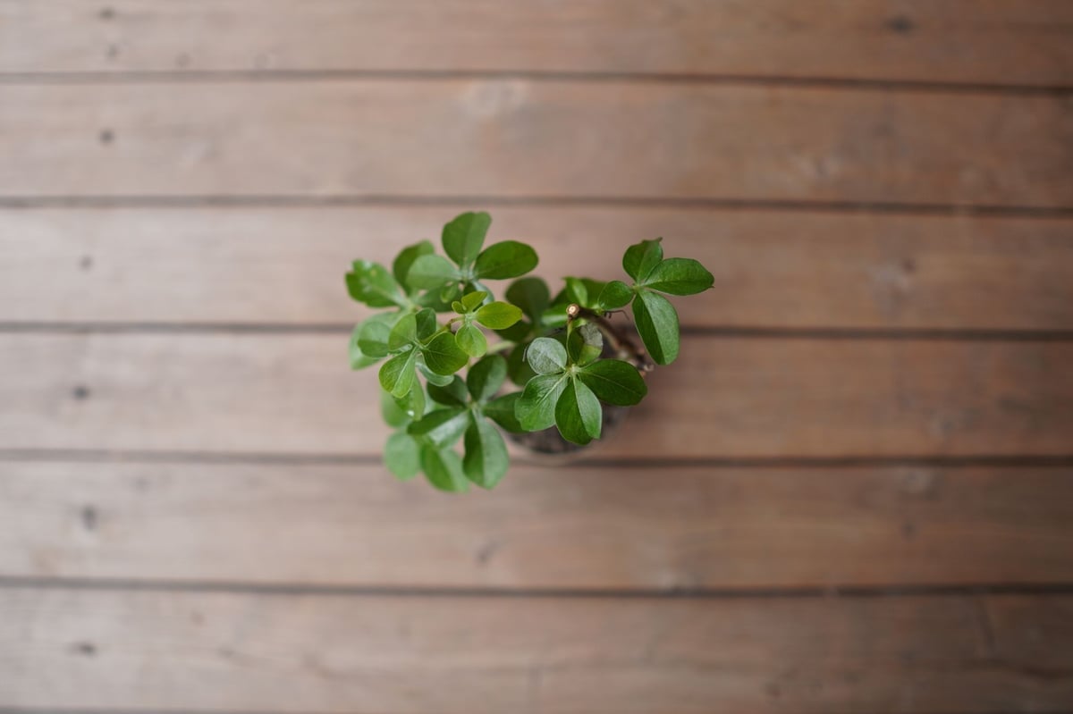 アデニア グラウカ Adenia glauca | mana's farm:塊根植物・アガベ・