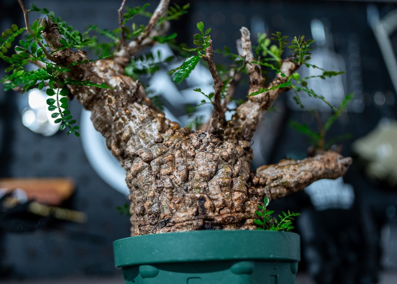 オペルクリカリア パキプス Operculicarya pachypus No.1 | man