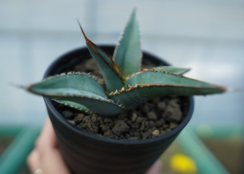 アガベ オテロイ agave oteroi No.2 | mana's farm:塊根植物・ア