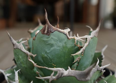 agave titanota　FO76　強棘type
