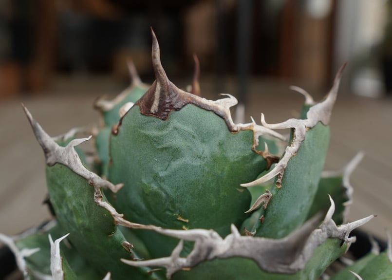 agave titanota FO76 強棘type | mana's green:塊根植物販 agave titanota FO76 強棘type | mana's green:塊根植物販