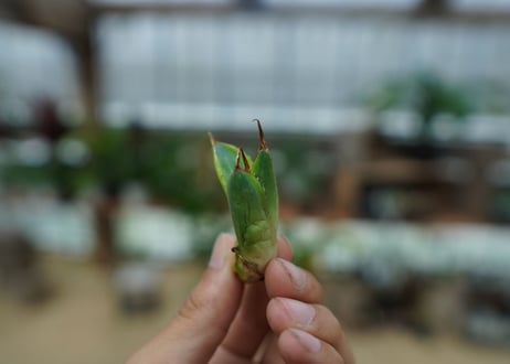 アガベ　チタノタ　黄覆輪　Agave titanota variegata