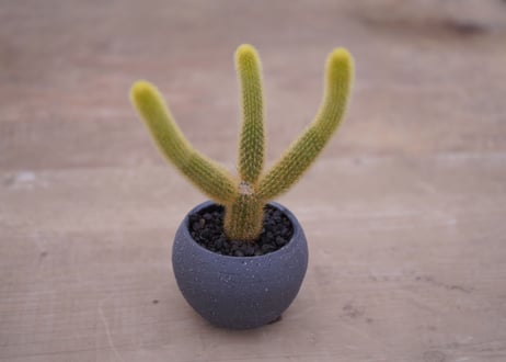 サボテン　金毛柱　Pilosocereusleucocephalus