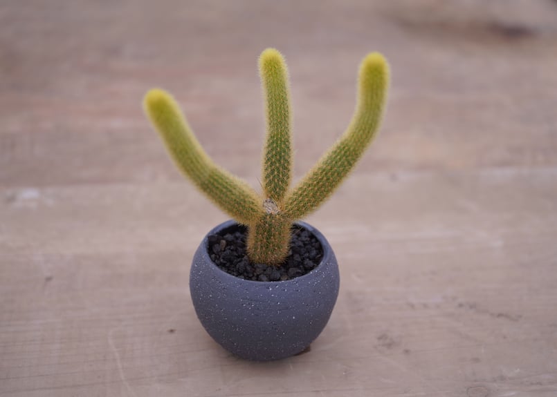 サボテン 金毛柱 Pilosocereusleucocephalus | mana's far