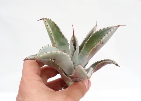 Agave pygmaea 'Dragon Toes' PUP no.1