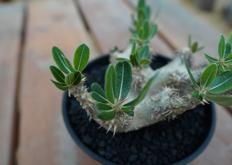 パキポディウム　デンシフローラム Pachypodium densiflorum   No.3