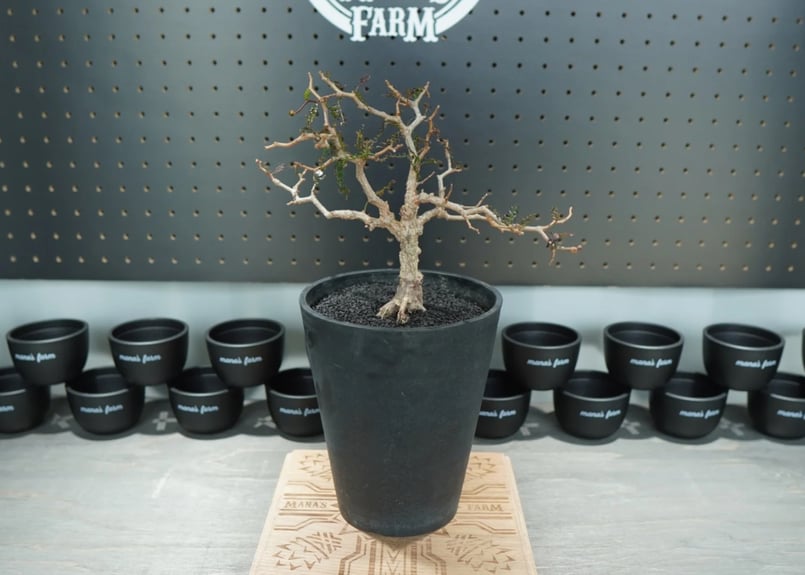 オペルクリカリア パキプス 沖縄管理株 | mana's farm:塊根植物