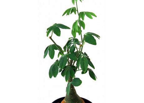 Adenia glauca 　アデニア グラウカ　幻蝶かずら