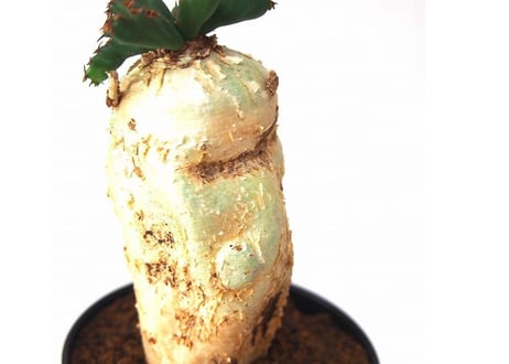 ユーフォルビア ステラータ 飛竜  Euphorbia stellata 6 未発根