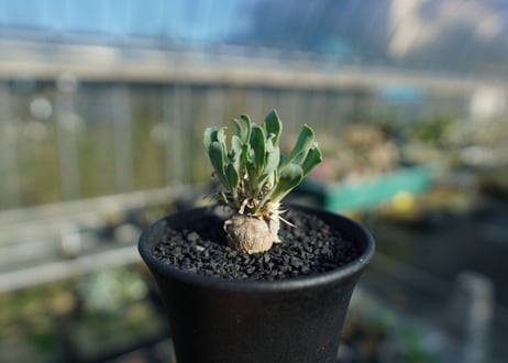 オトンナsp　スタインコフ　Othonna steinkopf