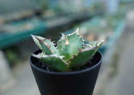 アガベ　チタノタ　白鯨　Agave titanota White whale　No.2